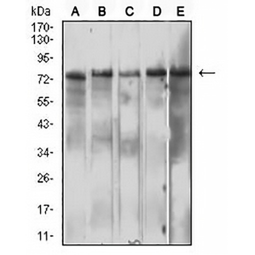 CD210b Mouse Monoclonal Antibody(C2764)