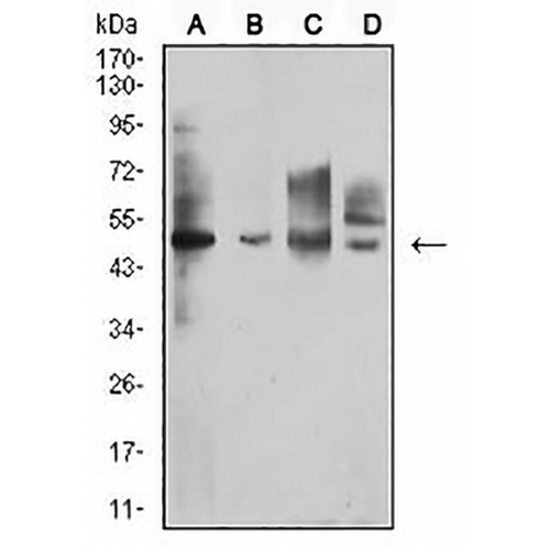 CD213a1 Mouse Monoclonal Antibody(C2765)