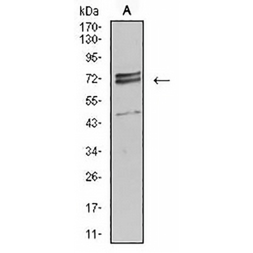 IL-1R1 Mouse Monoclonal Antibody(C2767)