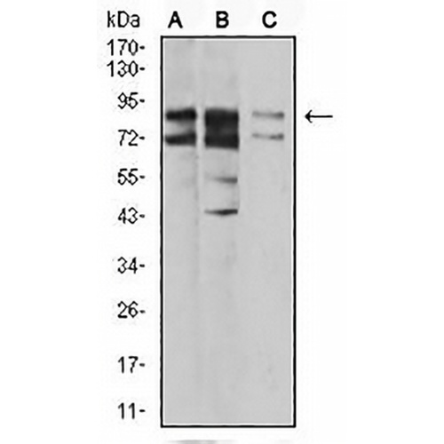 IL1RAPL1 Mouse Monoclonal Antibody(C2769)