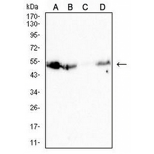 CD126 Mouse Monoclonal Antibody(C2772)