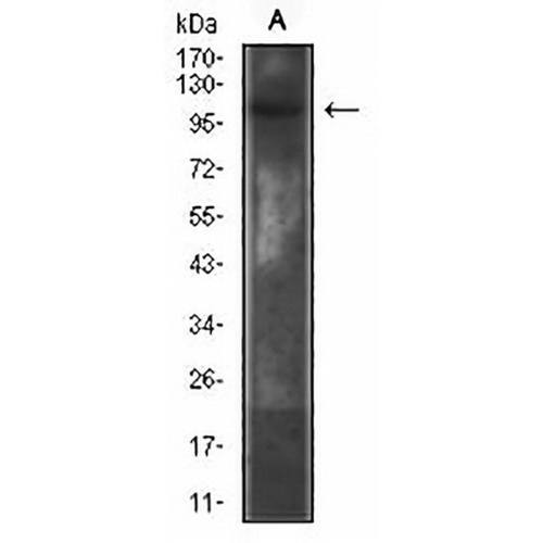 CD130 Mouse Monoclonal Antibody(C2773)