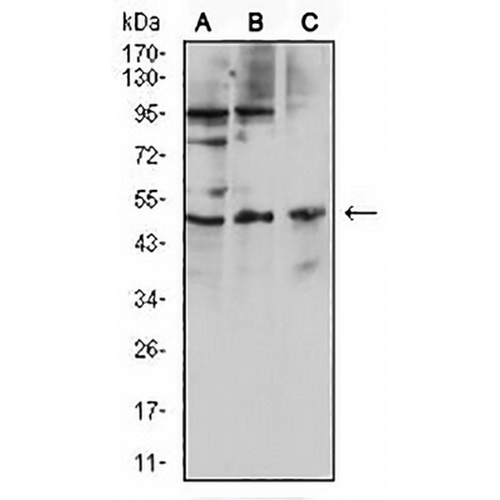 CD127 Mouse Monoclonal Antibody(C2774)