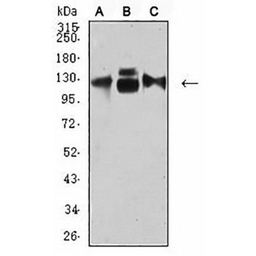 CD49c Mouse Monoclonal Antibody(C2778)
