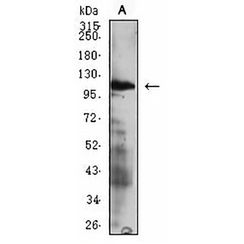 CD49d Mouse Monoclonal Antibody(C2779)