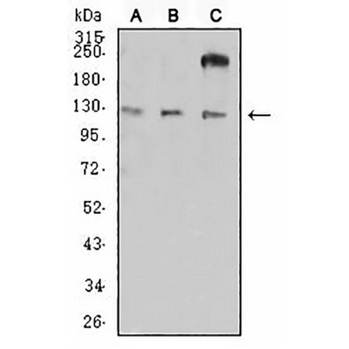 CD11a Mouse Monoclonal Antibody(C2780)