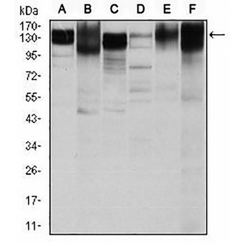 CD29 Mouse Monoclonal Antibody(C2781)