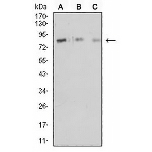 CD18 Mouse Monoclonal Antibody(C2782)