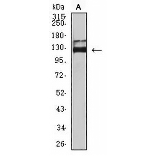 CD339 Mouse Monoclonal Antibody(C2784)