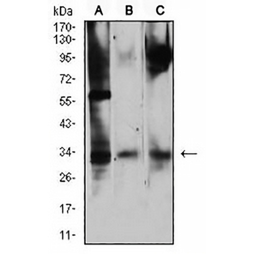 CD322 Mouse Monoclonal Antibody(C2785)