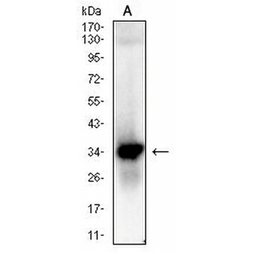 JAM3 Mouse Monoclonal Antibody(C2786)