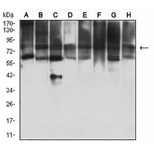 KAT7 Mouse Monoclonal Antibody(C2788)