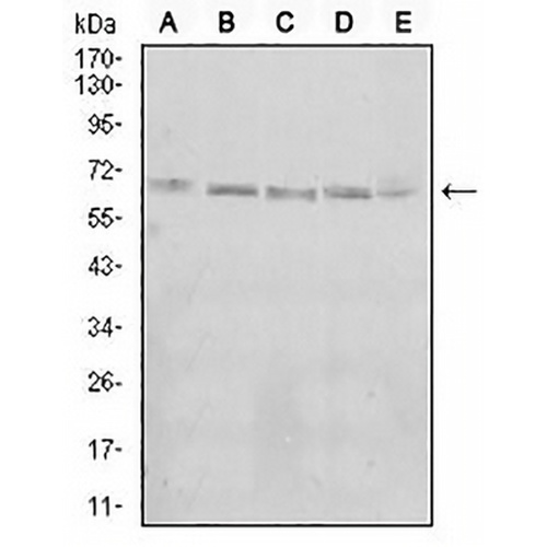 KBTBD8 Mouse Monoclonal Antibody(C2789)
