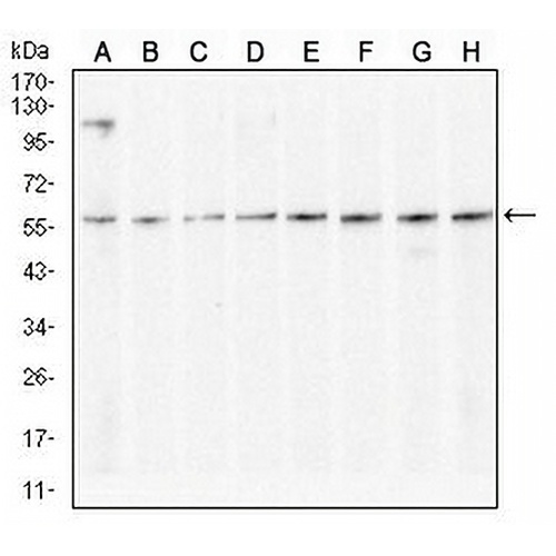 KCNN4 Mouse Monoclonal Antibody(C2790)