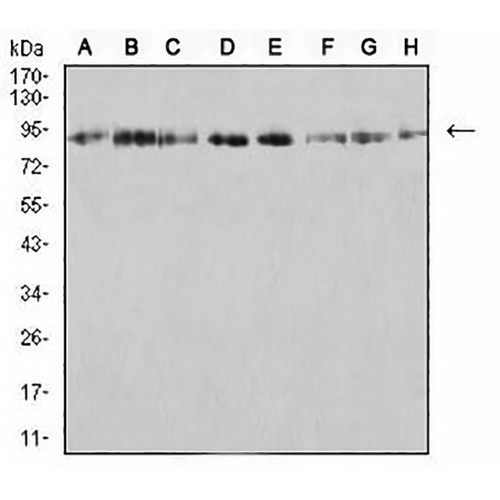 KDM1A Mouse Monoclonal Antibody(C2791)
