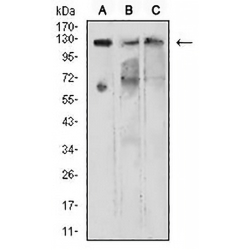 KDM1A Mouse Monoclonal Antibody(C2792)