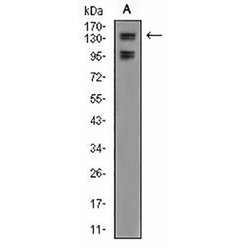 FBL10 Mouse Monoclonal Antibody(C2793)