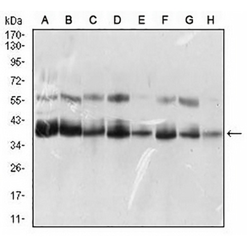 SLM-1 Mouse Monoclonal Antibody(C2795)