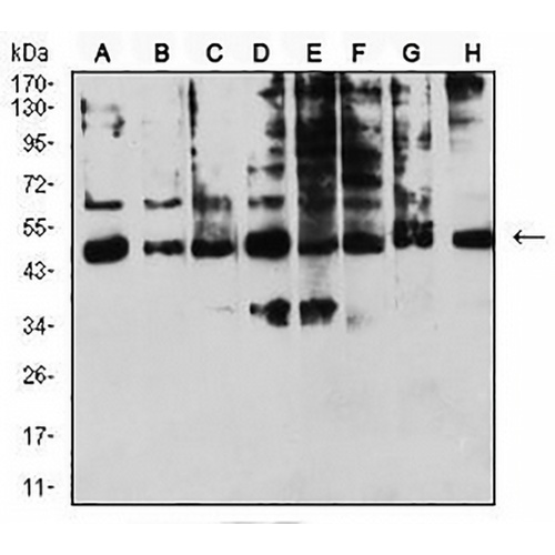 CD158e Mouse Monoclonal Antibody(C2797)