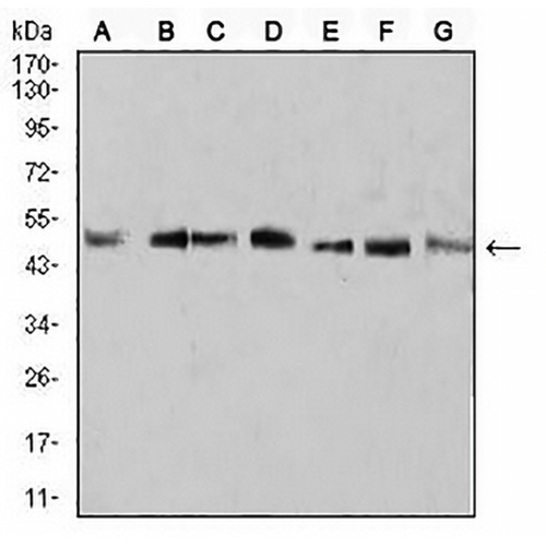 LKLF Mouse Monoclonal Antibody(C2798)