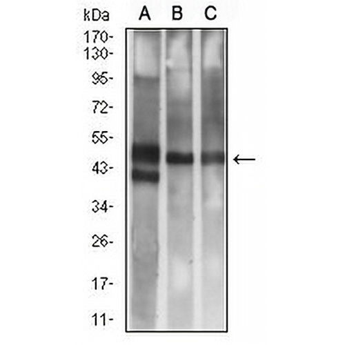 CD314 Mouse Monoclonal Antibody(C2799)
