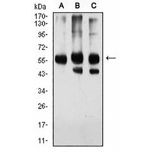 Importin alpha 2 Mouse Monoclonal Antibody(C2800)