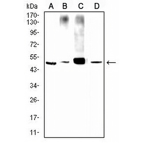CD107a Mouse Monoclonal Antibody(C2813)