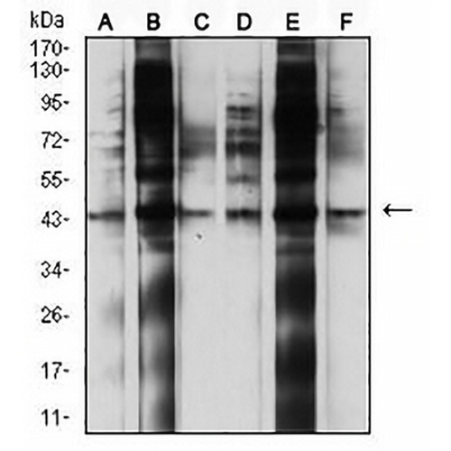 CD107b Mouse Monoclonal Antibody(C2814)