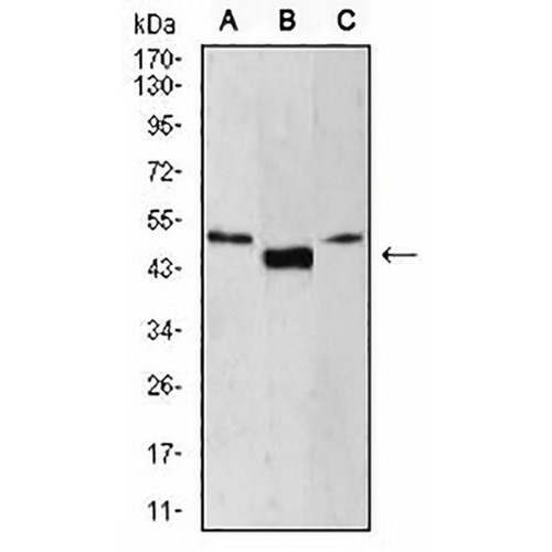 TCF1 alpha Mouse Monoclonal Antibody(C2815)