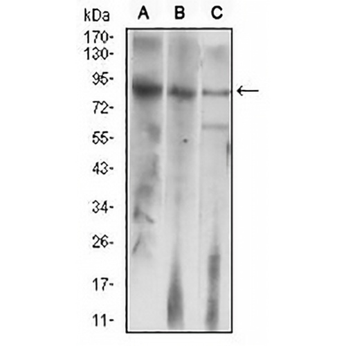 LH Receptor Mouse Monoclonal Antibody(C2816)