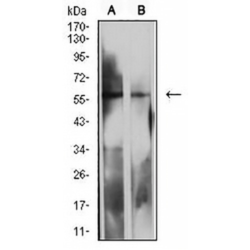 CD85d Mouse Monoclonal Antibody(C2817)