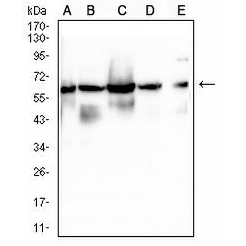 Lamin B1 Mouse Monoclonal Antibody(C2818)