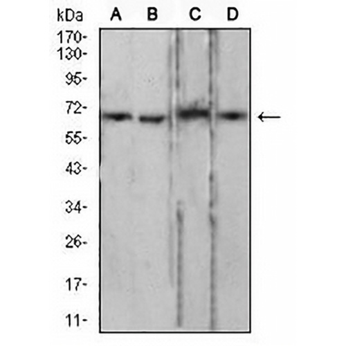 Lamin B2 Mouse Monoclonal Antibody(C2819)
