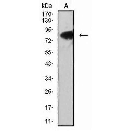 LRP3 Mouse Monoclonal Antibody(C2820)