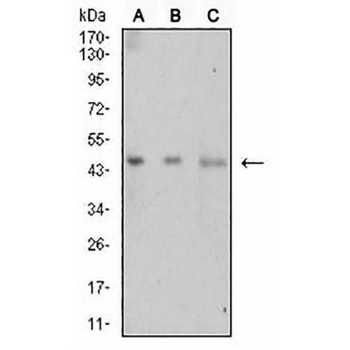 LTBR Mouse Monoclonal Antibody(C2821)