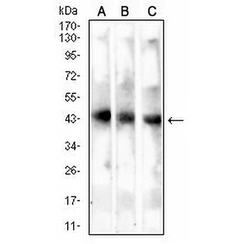 MAGEA4 Mouse Monoclonal Antibody(C2824)