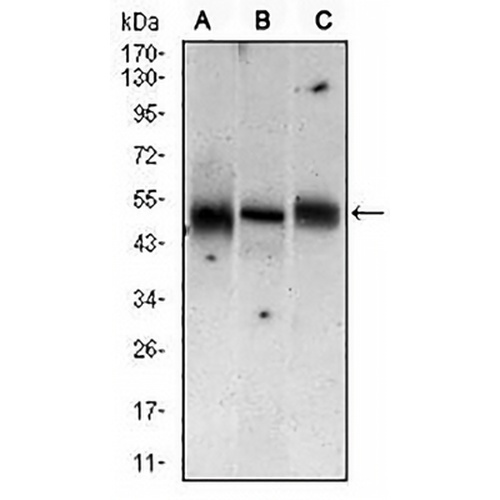 MKK5 Mouse Monoclonal Antibody(C2825)