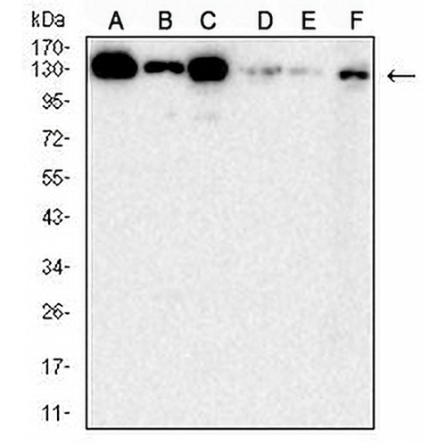 HPK1 Mouse Monoclonal Antibody(C2826)