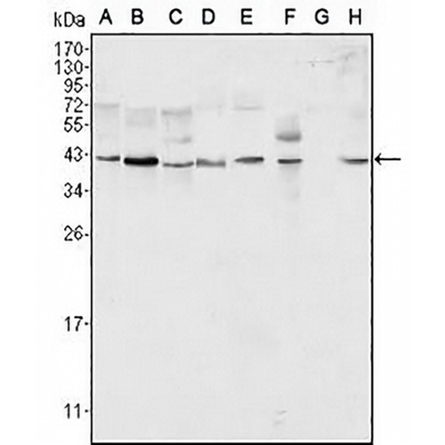 ERK2 Mouse Monoclonal Antibody(C2827)