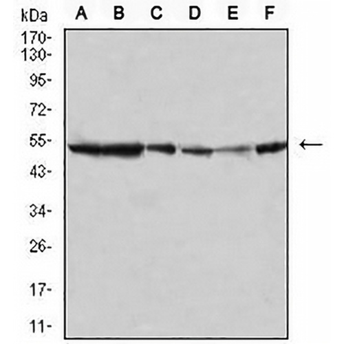 JNK3 Mouse Monoclonal Antibody(C2828)