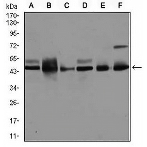 JNK1 Mouse Monoclonal Antibody(C2830)