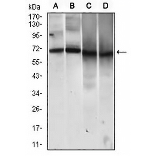 CD146 Mouse Monoclonal Antibody(C2833)