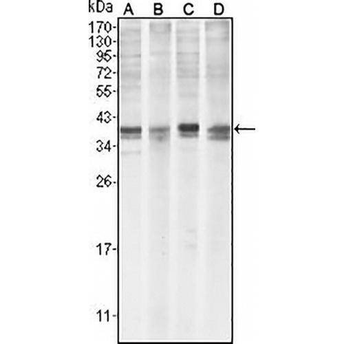MCL1 Mouse Monoclonal Antibody(C2834)