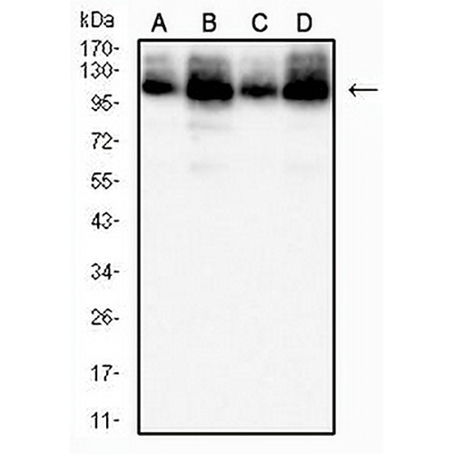 MCM3 Mouse Monoclonal Antibody(C2835)