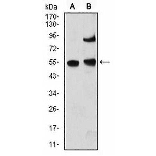MeCP2 Mouse Monoclonal Antibody(C2836)
