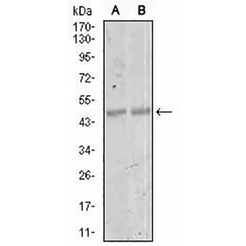MEF2C Mouse Monoclonal Antibody(C2837)