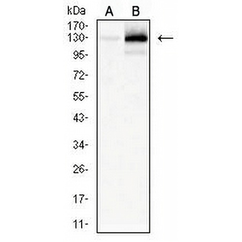 MERTK Mouse Monoclonal Antibody(C2838)