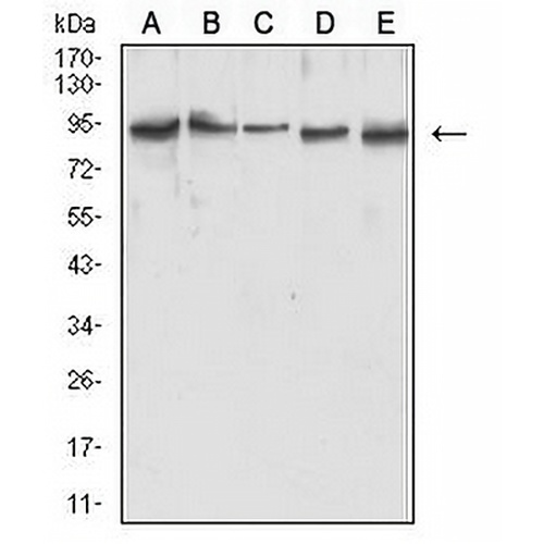 MLH1 Mouse Monoclonal Antibody(C2843)