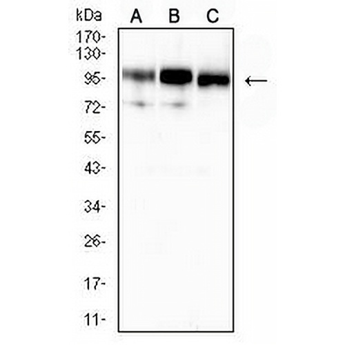 CD10 Mouse Monoclonal Antibody(C2844)