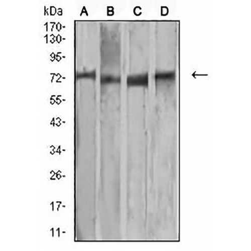 MMP2 Mouse Monoclonal Antibody(C2845)